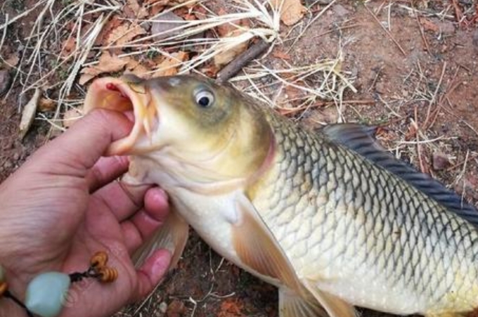 最好的鲤鱼钓法,全网钓鲤鱼最好的钓法