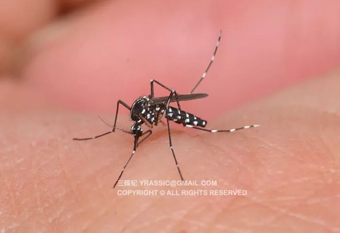 世界上杀人最多的动物是蚊子吗,世界上杀人最多的动物是什么动物