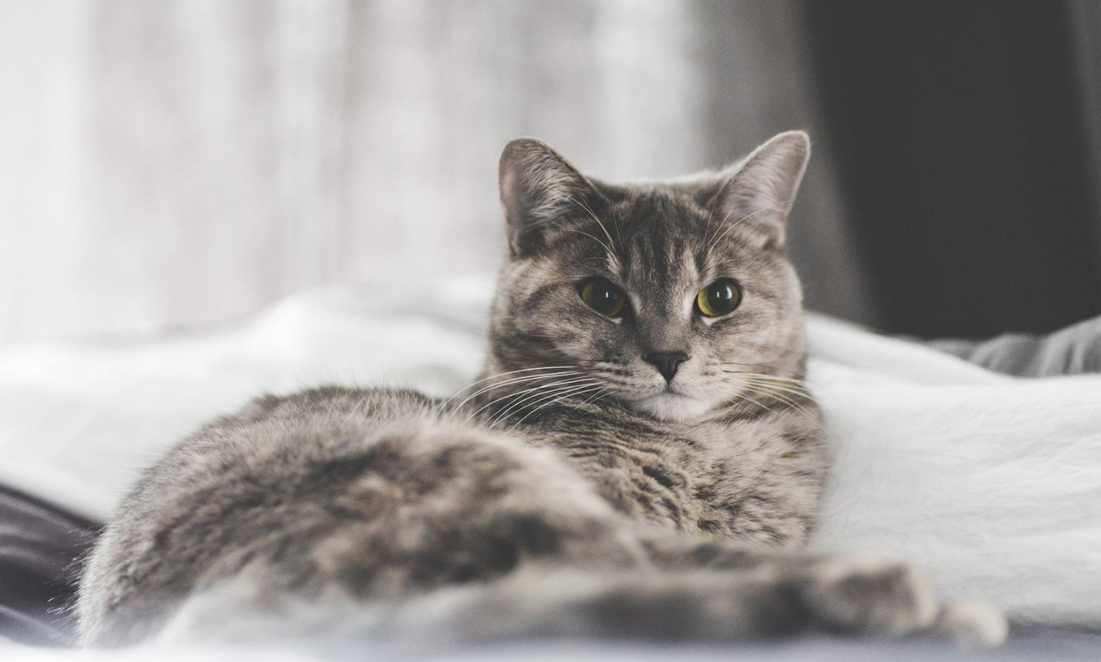 纠正猫咪坏脾气的九个实用办法,猫咪闹春如何帮助猫咪缓解