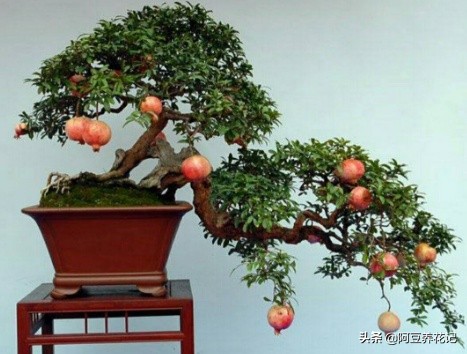 什么品种石榴果实红彤彤的,盆栽石榴的种植方法和技术图片