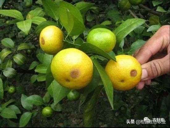 作物虫害识别大全图谱,果园物理防控虫害的方法