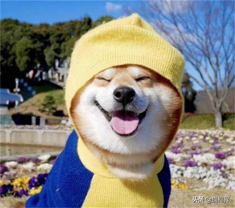 狗狗牙龈的正常颜色及图片,狗狗牙龈处为什么会发红