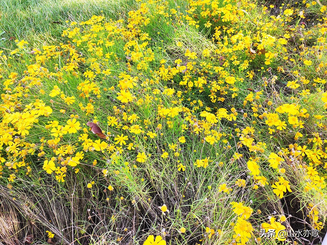 石家庄体育公园哪个最好,石家庄体育公园有什么好玩的