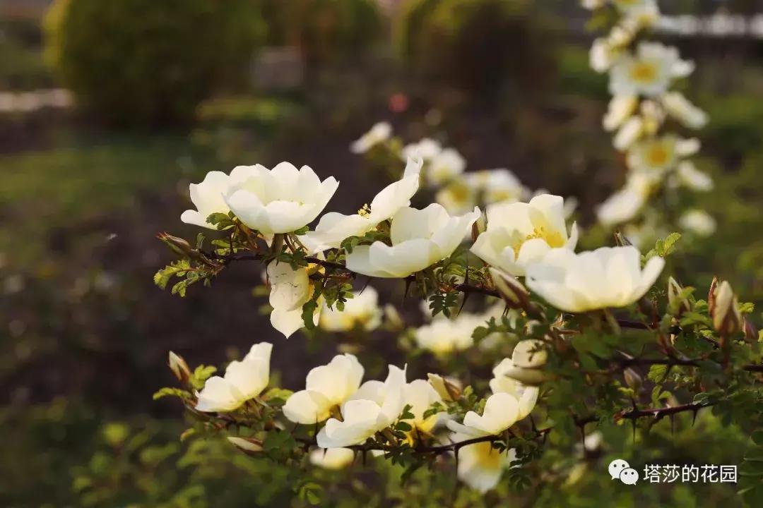 玫瑰和月季和蔷薇的区别图解,月季玫瑰蔷薇芍药牡丹的区别