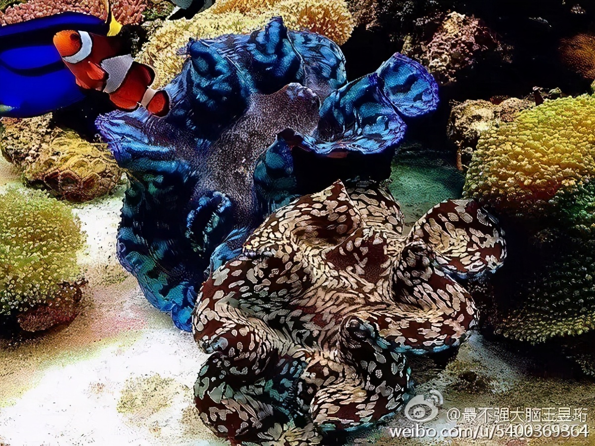 王昱珩不上班做到财富自由,最强大脑王昱珩清华毕业后不上班