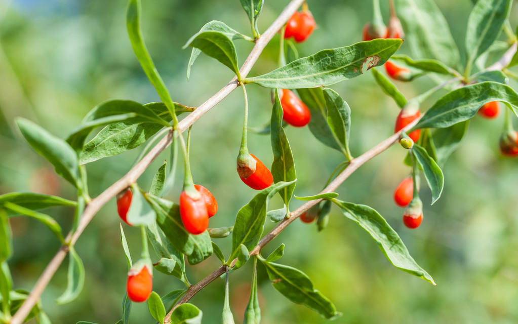 枸杞生桩种植方法,枸杞自己在家种植成树