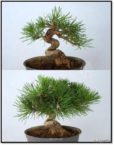 盆景的基础管理养护方法,盆景怎么养护才能更好