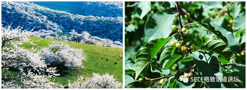 新疆天山世界文化遗产,天山为什么被入选为世界自然遗产