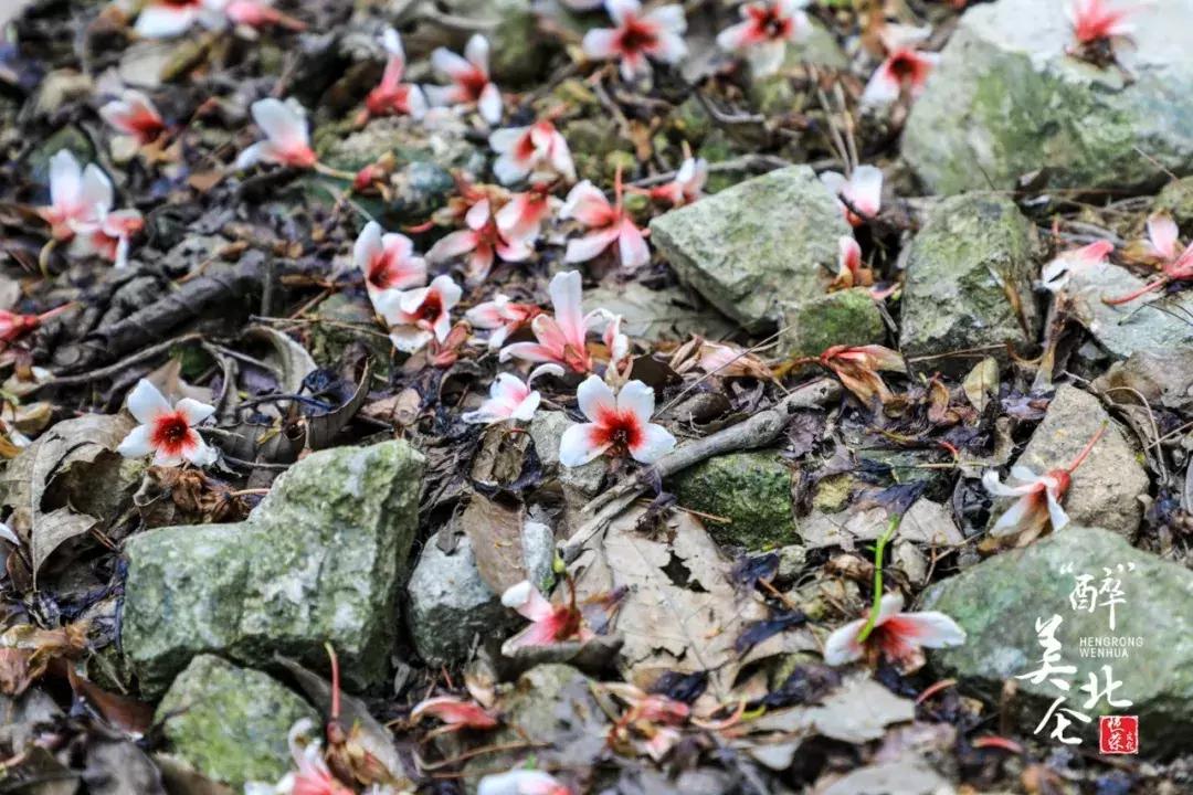 北仑摩天轮俯瞰北仑,可俯瞰北仑