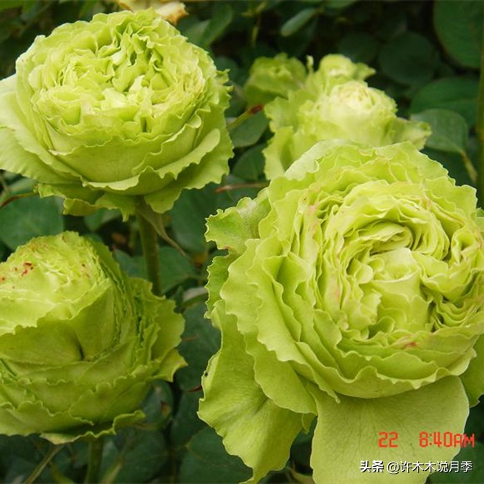 买月季还被骗？教你远离月季网购陷阱，辨别真伪拒绝蔷薇小白花