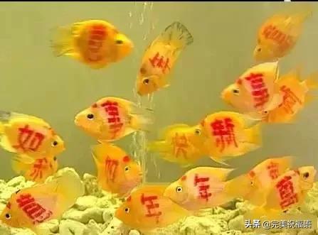 祝大家新年快乐年年有锦鲤,祝大家新年大吉年年有鱼