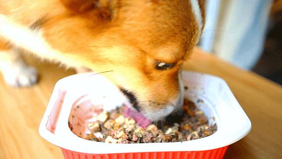 「椒霸霸×1CAKE」联名来啦！只要28.9元，和爱宠共享悠然午后