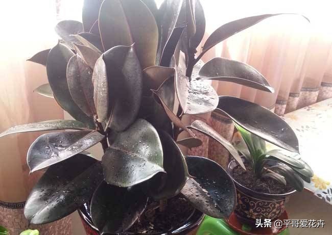 橡皮树叶子发软怎么补救,橡皮树叶子发蔫掉落是怎么回事