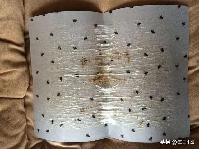 家里有苍蝇怎样能让它走开,家里有苍蝇怎么让苍蝇消失
