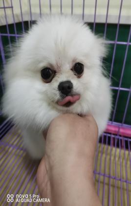 狗狗有泪痕是感染弓形虫了吗,生理盐水可以去除狗狗泪痕吗