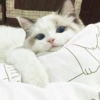 婴幼儿dha如何选择,怎么选择婴幼儿dha