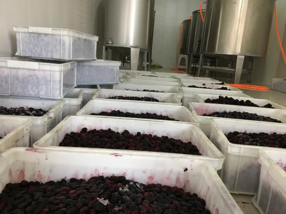 桑葚酒酿制多长时间可用,桑葚酒酿造方法