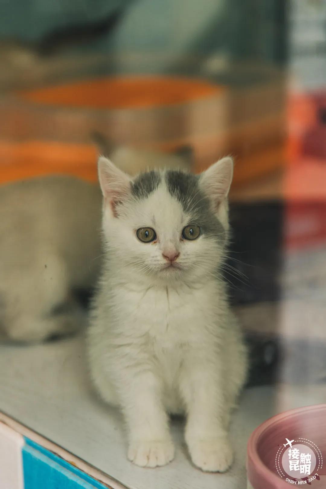 逛花卉市场赏心悦目,逛花鸟市场的快乐