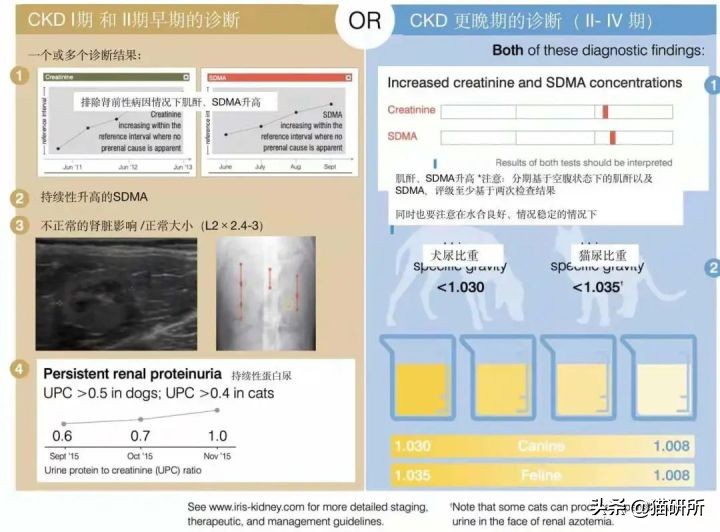 老年猫肾衰的最佳治疗方法,老年猫肾病怎么治疗