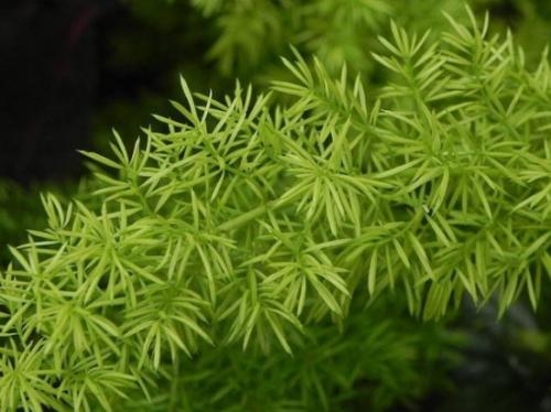 鲜花插花技巧专业术语,插花常见鲜花名称大全