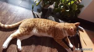 猫鼻支炎病毒是怎么感染的,猫传染性鼻气管炎的病原是