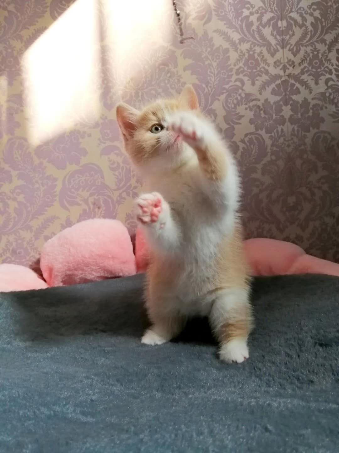 新兴职业时间自由收入又高？来看看一位90后猫舍店主的真实经历