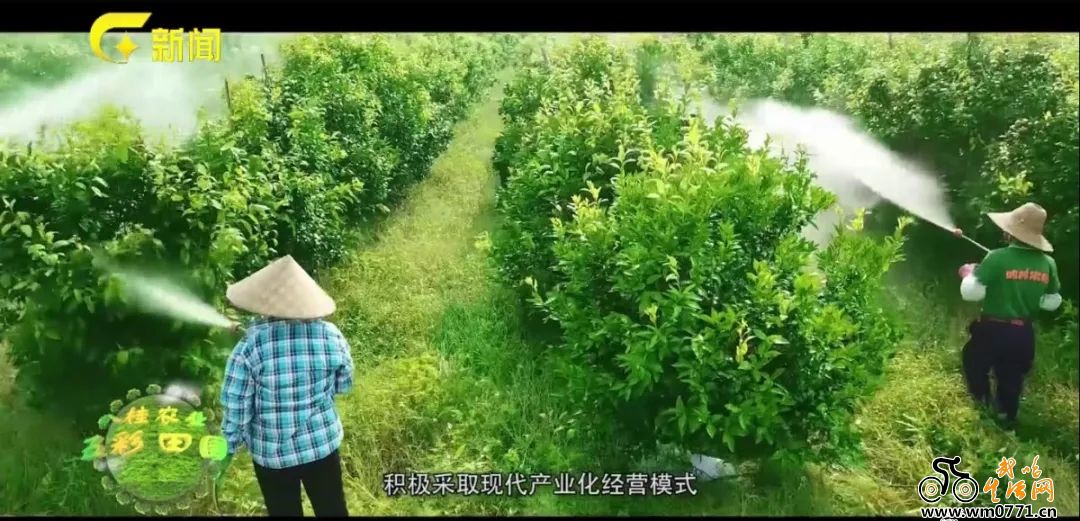 武鸣沃柑怎么火的,武鸣双桥沃柑今日价