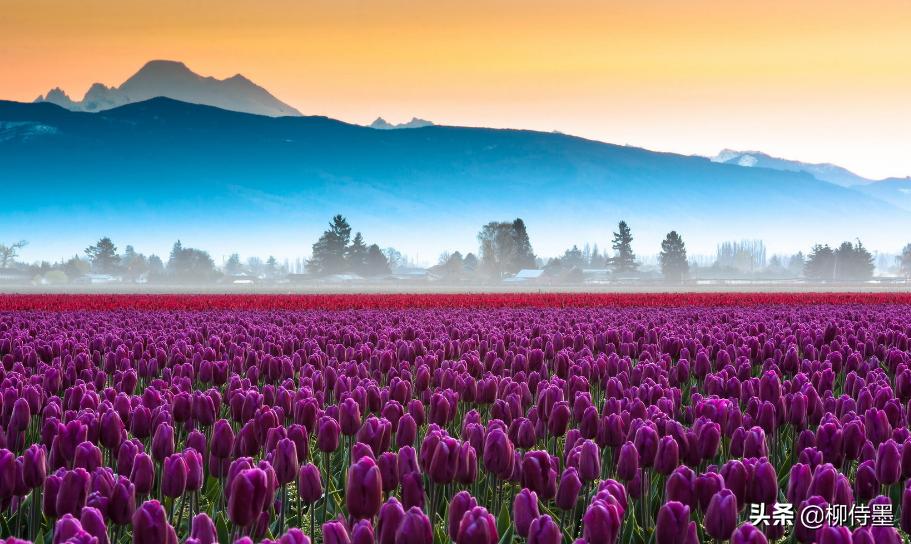 如何拍郁金香才有意境,郁金香拍照姿势怎么拍好看