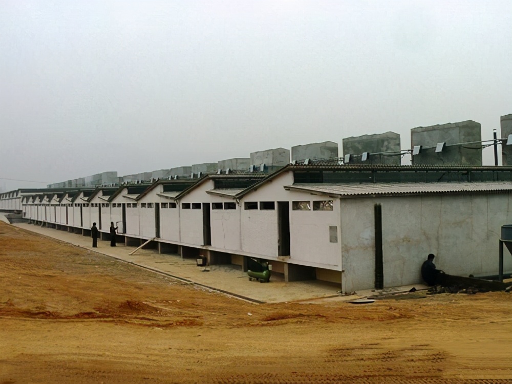 养猪怎么建猪舍,养猪栏舍的建造