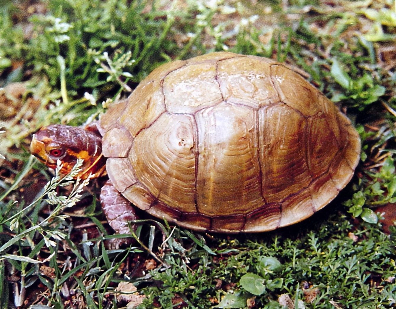 龟类纪录片,龟类图片