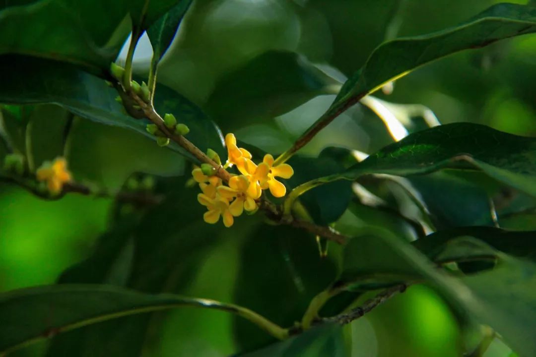 杭州的秋天足够迷人,杭州的秋天特别浪漫