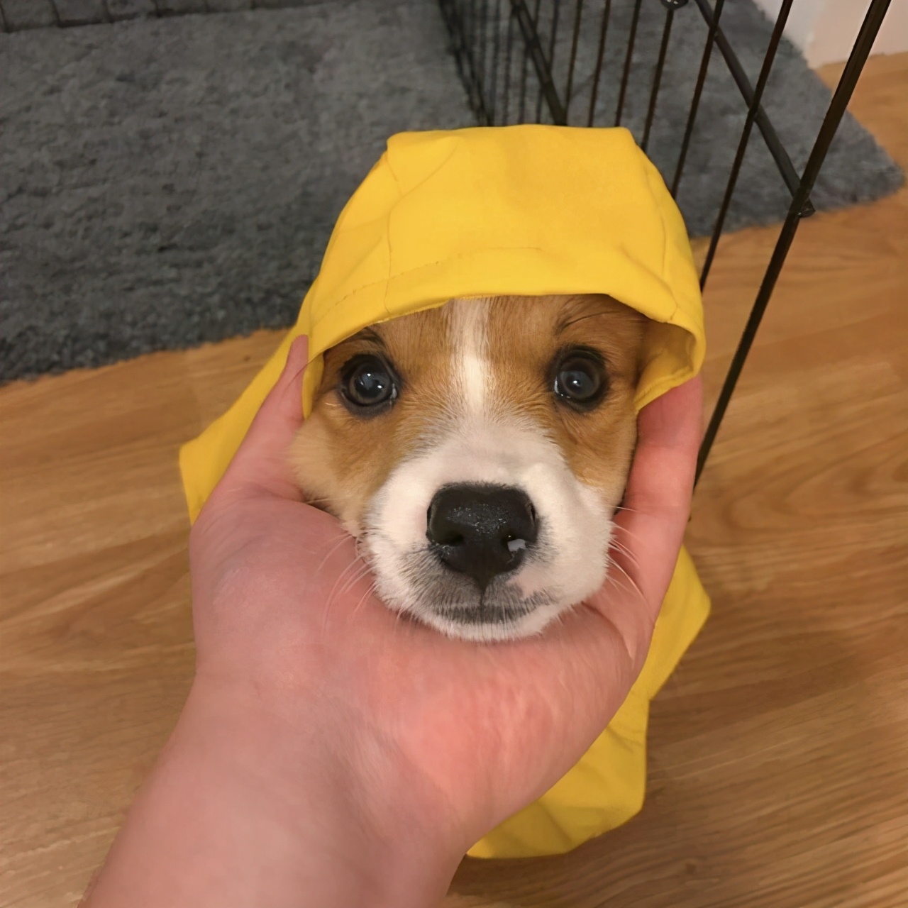 狗狗拉软便便吃什么药,狗狗拉白色便便怎么办