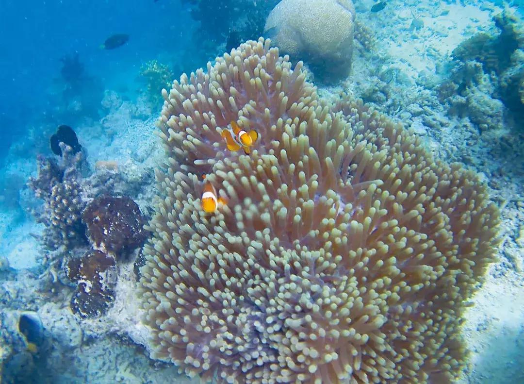 亚庇和仙本那七日旅游攻略,探寻星辰大海