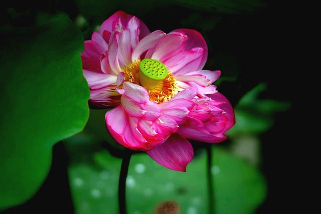 最美的荷花诗句,一起赏荷花的诗词歌赋