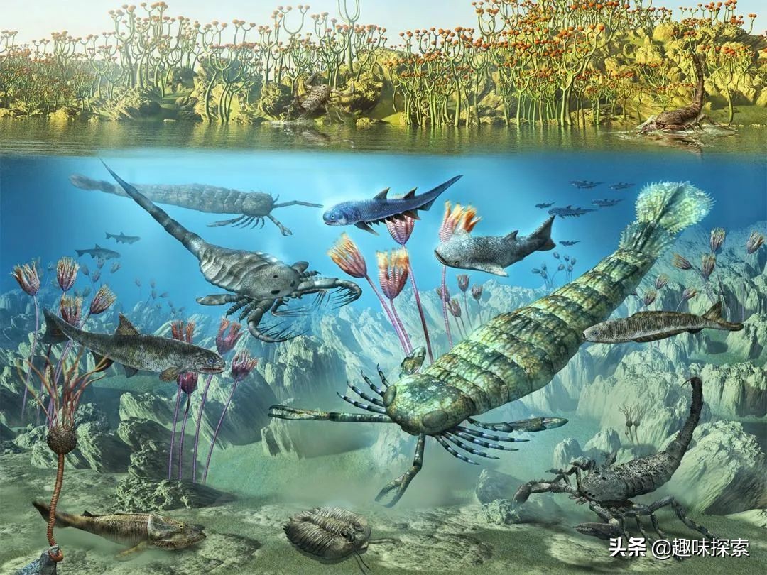 人类*亲近**存在阴茎骨,为何人类却褪去了,祖先经历了什么?