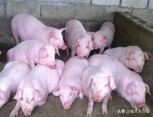 猪细小病免疫程序,预防猪细小病毒的最好方法