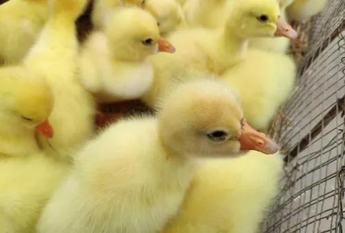 农村利润惊人的10个冷门创业项目,赶集卖什么利润高又好卖