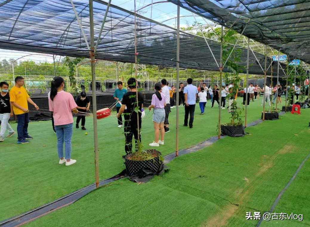 九龙生态园,九龙生态农业园景点