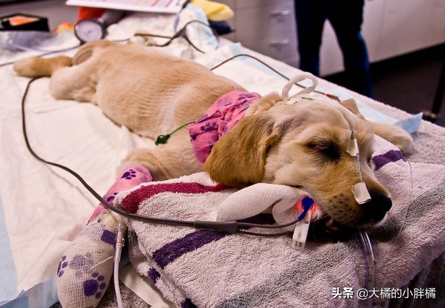 小金毛被遗弃到垃圾桶,小金毛生病被遗弃