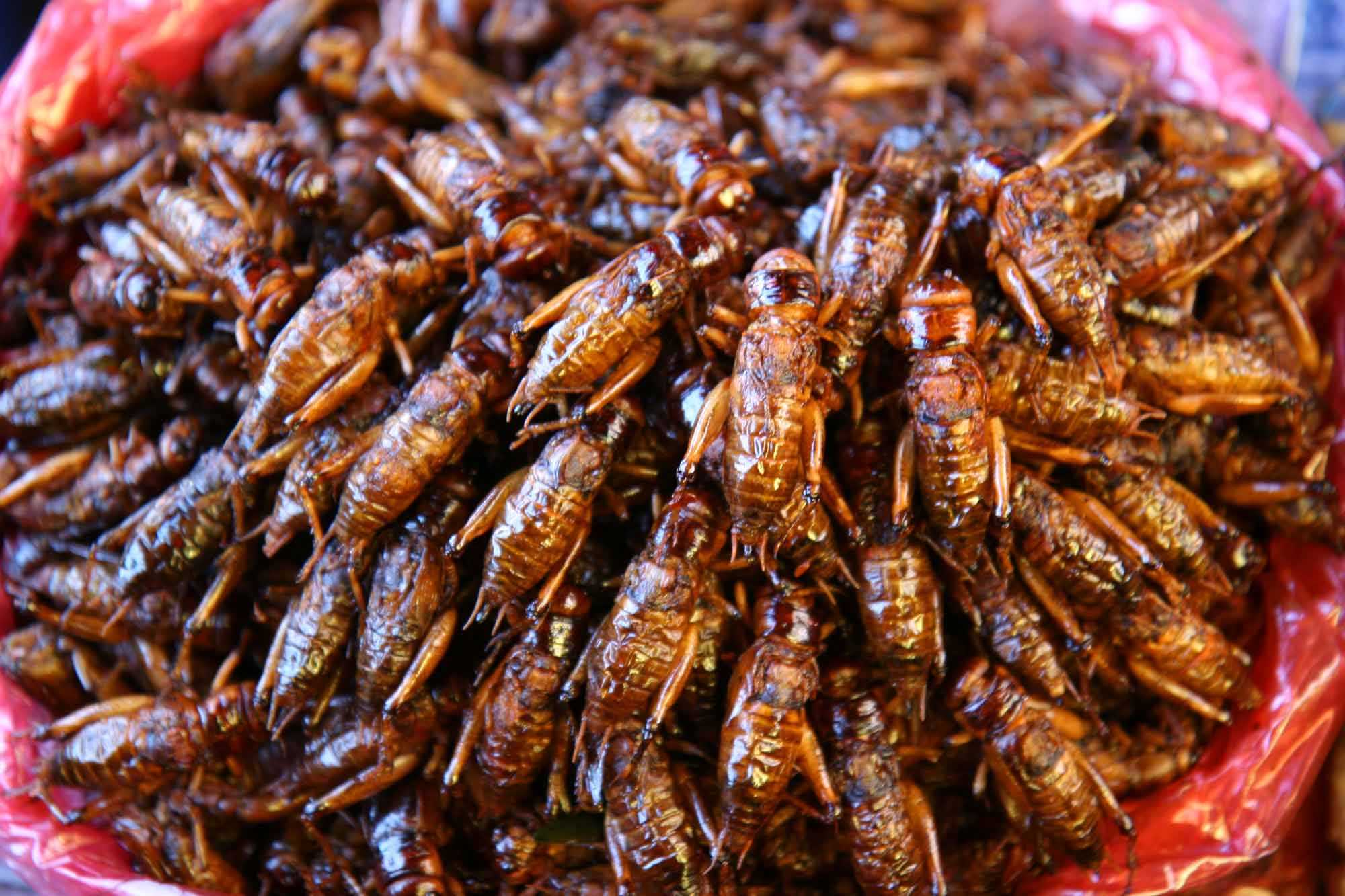 带大家了解一下昆虫美食,国外很火的4种美食昆虫你敢吃吗