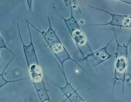 水产养殖业藻类的生命周期,水产养殖常见藻类植物