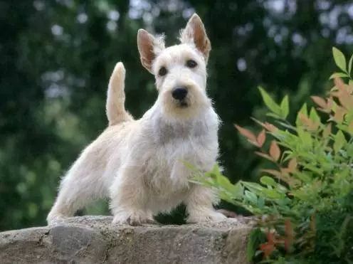 45只名犬排行,45种名犬您都认识吗