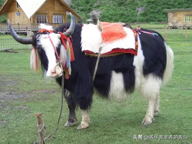 适合生产雪花牛肉的中国牛品种,夏洛莱和黑白花牛杂交是啥品种