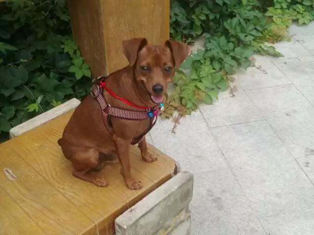 狗狗一直咬自己的脚是怎么回事,狗狗没事老舔爪子