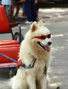 萨摩耶如何消除泪痕,萨摩耶有泪痕好治疗吗