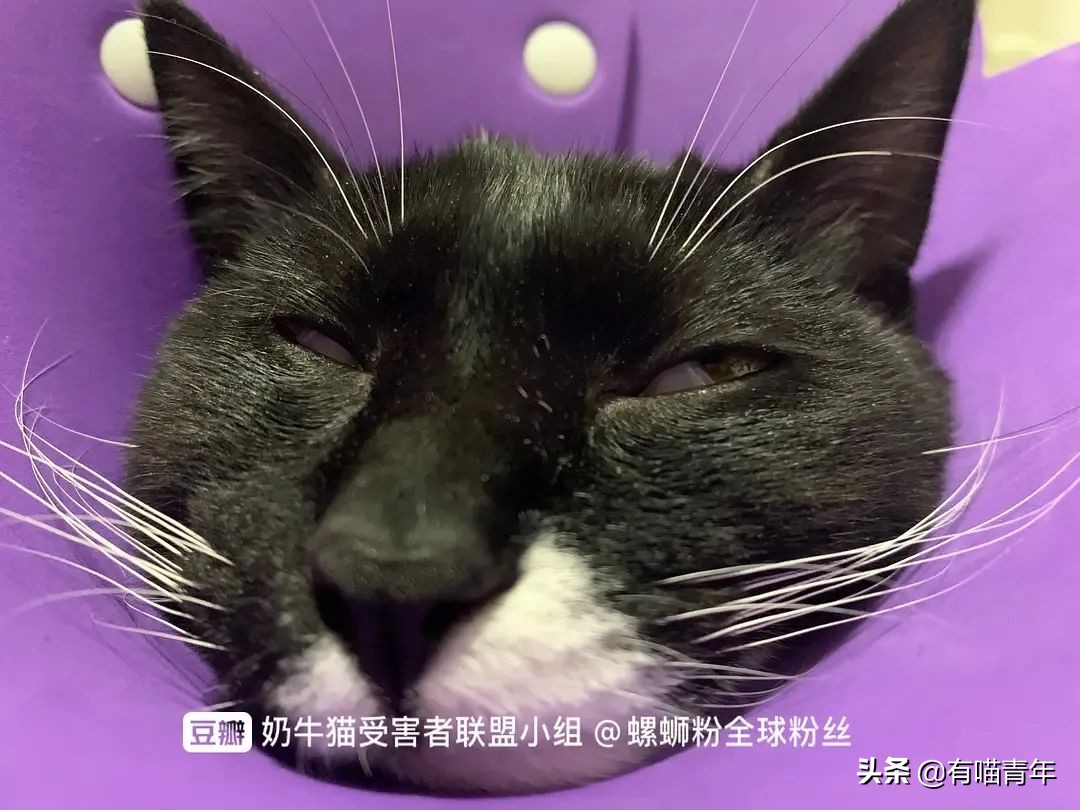 橘猫为什么是魔鬼,橘猫的恐怖之处