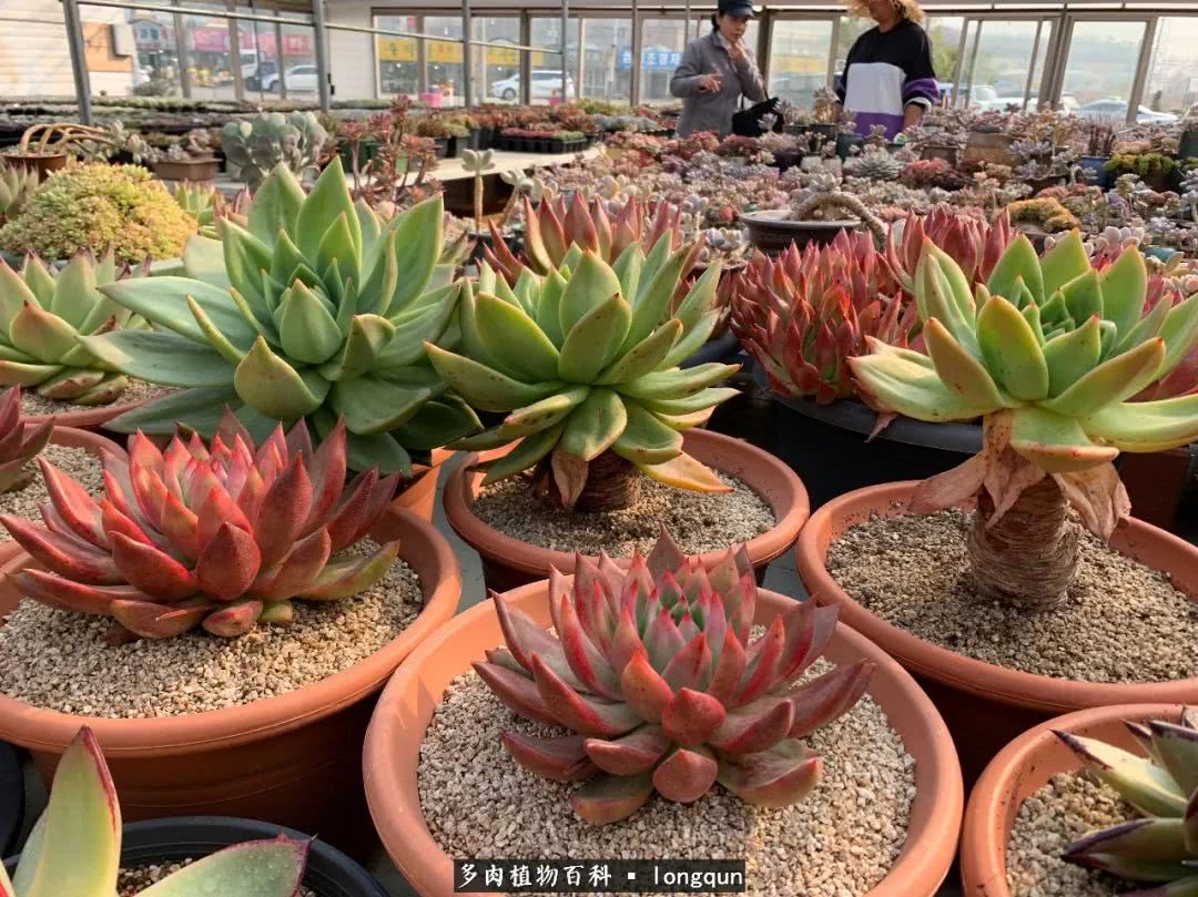 肉叔带你走遍韩国多肉大棚,记一次精彩的采摘之旅