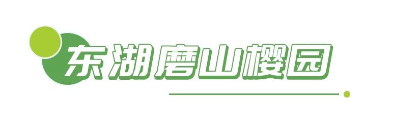 春光恰好清明小长假赏花指南,清明小长假花海