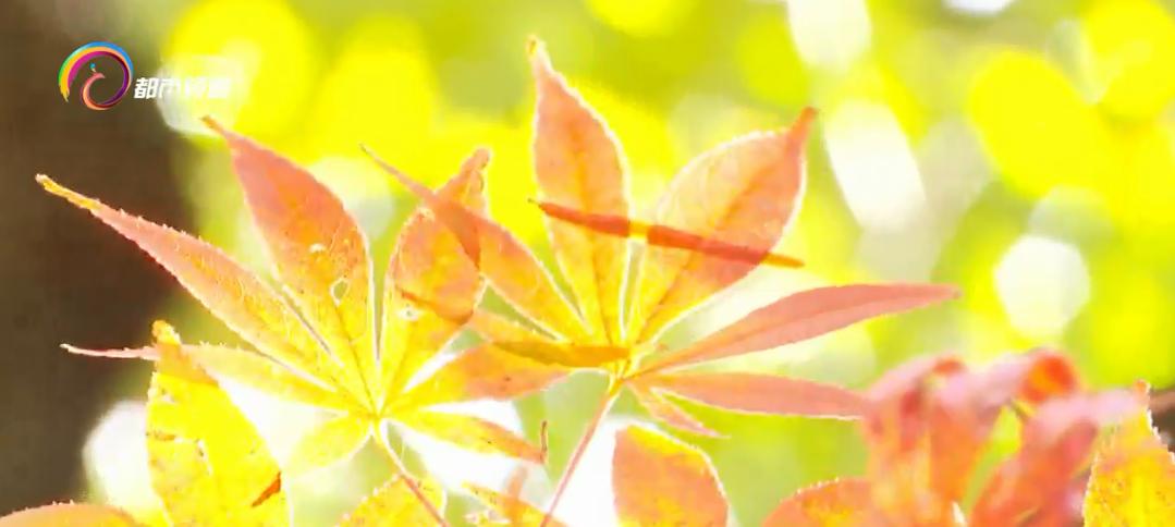 黑龙潭公园：漫山枫叶秋意浓