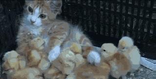 遛狗搞笑图片把主人鞋都追掉,遛狗被猫砸中